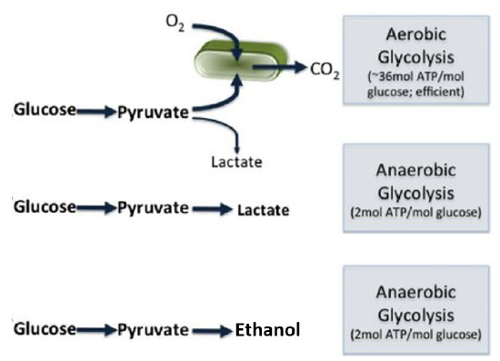 : Fates of Pyruvate under Anaerobic Conditions- Fermentation - Biology  LibreTexts