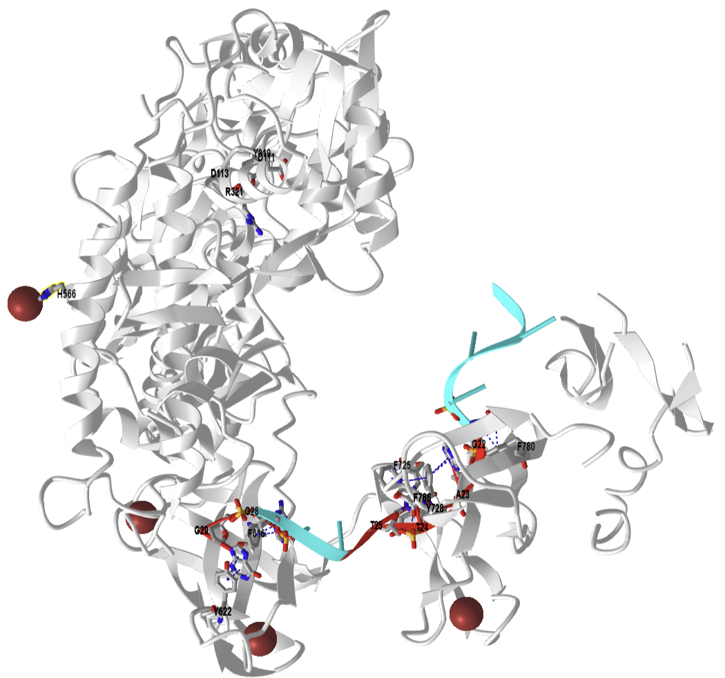 E.Coli topoisomerase I in complex with ssDNA (4RUL).png