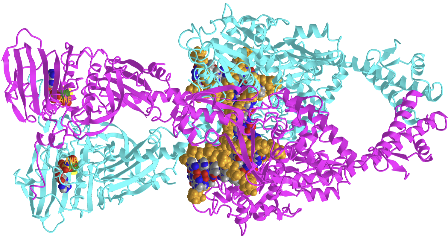 Yeast Topoisomerase II-DNA-AMPPNP complex (4GFH).png