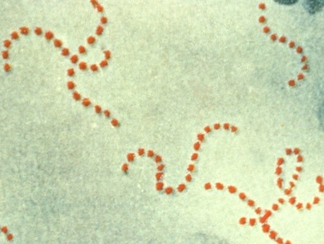 streptococcus image