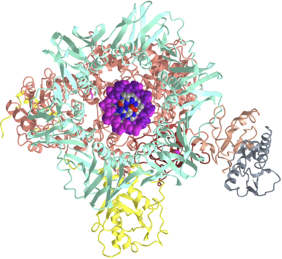 E. coli replicative DNA polymerase III (alpha, beta2, epsilon, tau complex) bound to DNA (5FKV).png