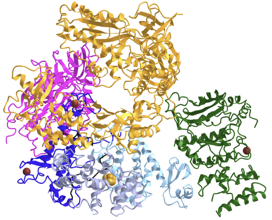Human primosome without nucleic acids (5EXR).png