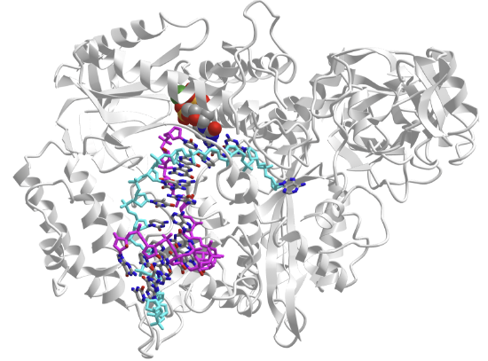 catalytic core of human DNA polymerase alpha in ternary complex with an RNA-primed DNA template and dCTP (4QCL).png