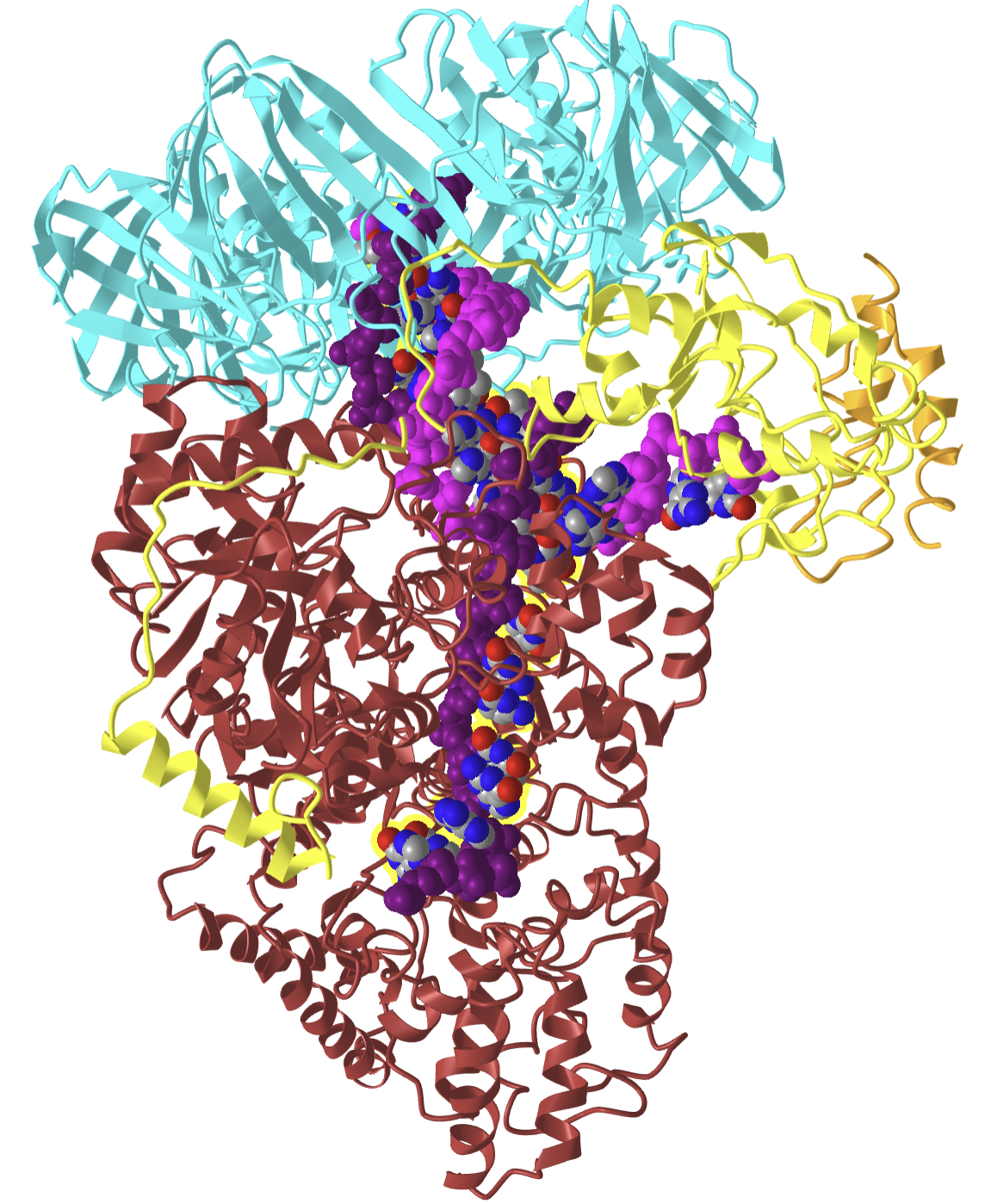 E. coli replicative DNA polymerase-clamp-exonuclase-theta complex bound to DNA in the editing mode (5M1S).png