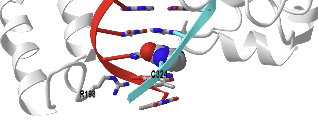 Escherichia Coli Replication Terminator Protein (Tus) Complexed With TerA DNA (2I05).png
