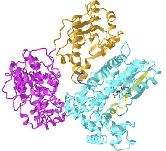 Predicted AlphaFold structure of E. Coli DNA Polymerase I (P00582).png