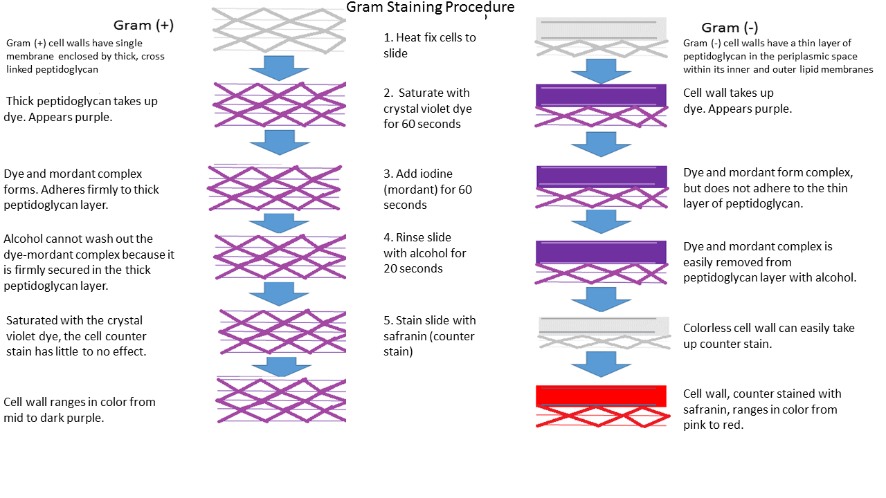 Diagram of how Gram stain changes cells and their color at each step