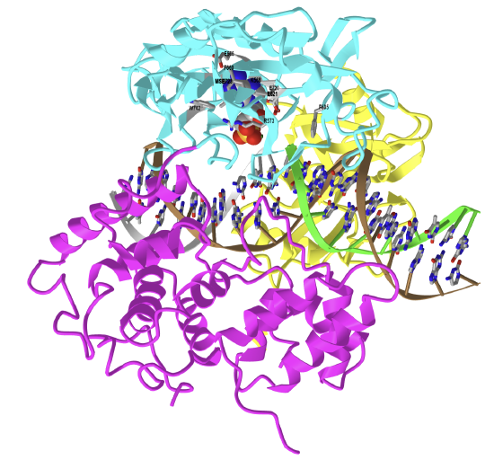 Human DNA Ligase I bound to 5'-adenylated, nicked DNA (1X9N).png