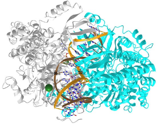 E. Coli DNA Mismatch Repair Protein Muts Binding to a G - T Mismatch (1E3M).png
