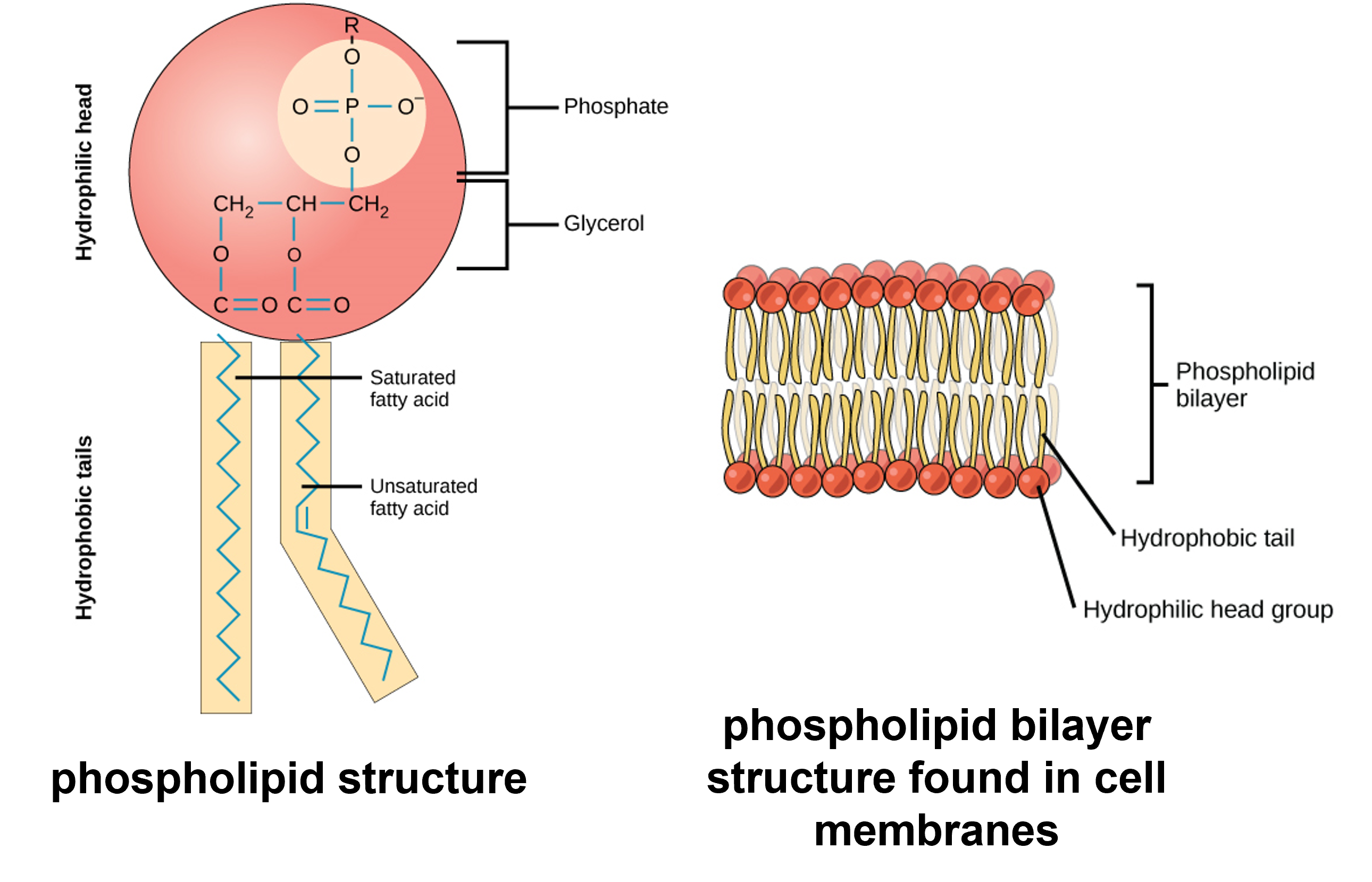 phospholipid structure and how phospholipids are arranged is cell membranes