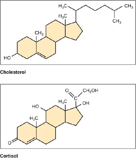 cholesterol and cortisol molecular structures