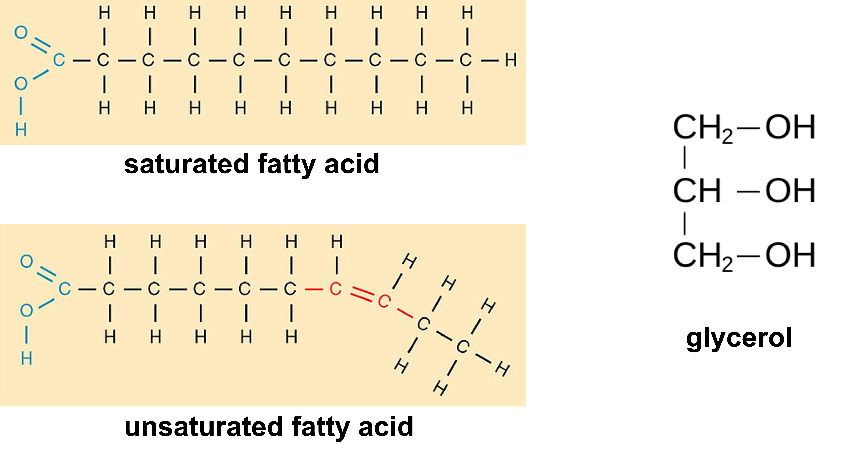 lipid molecule chemical structures