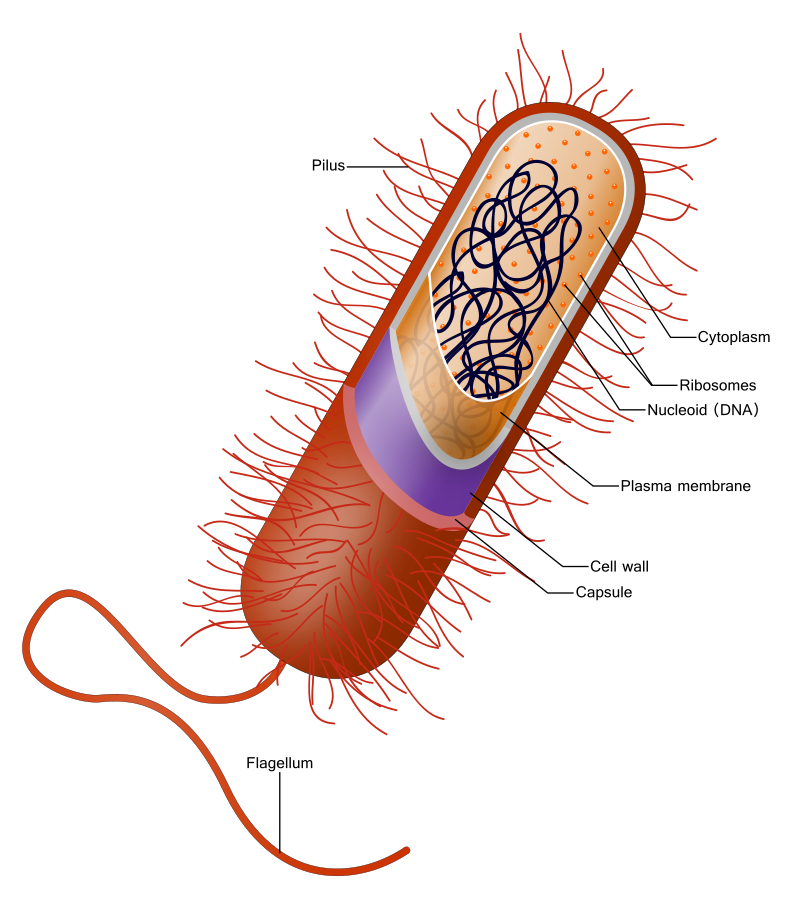 Prokaryotic cell with structures labeled