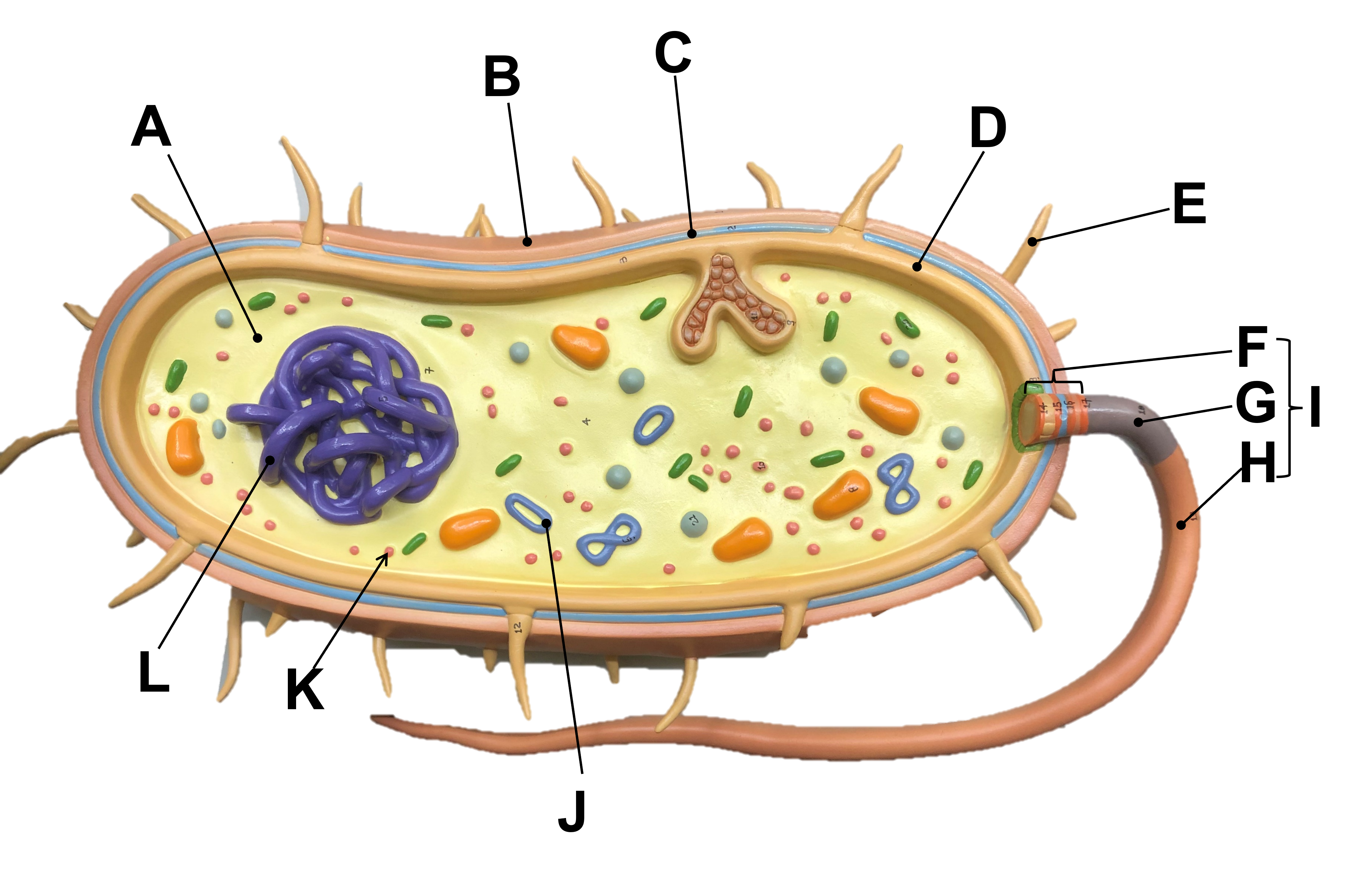 bacterial cell model