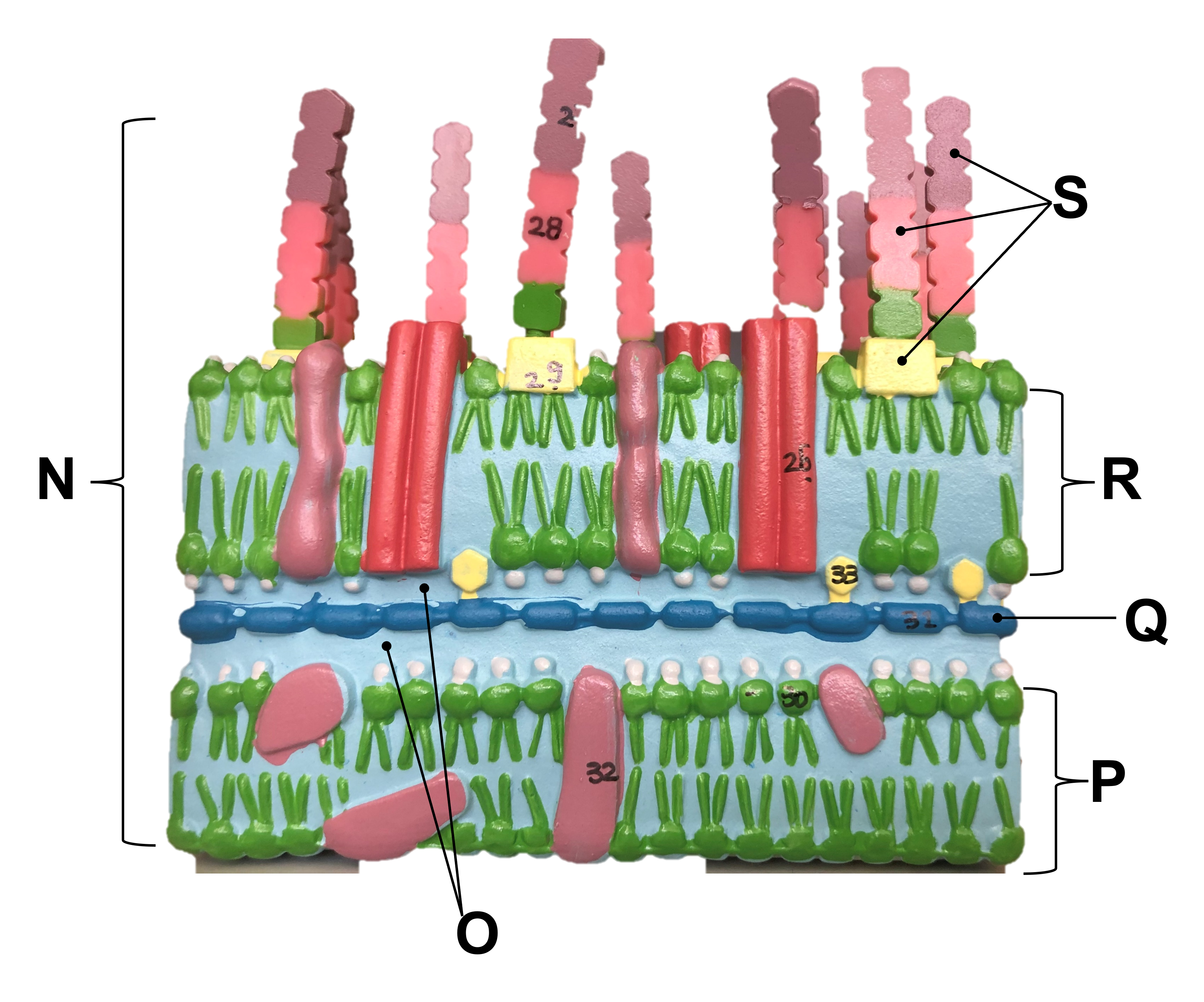 bacterial cell wall model 1