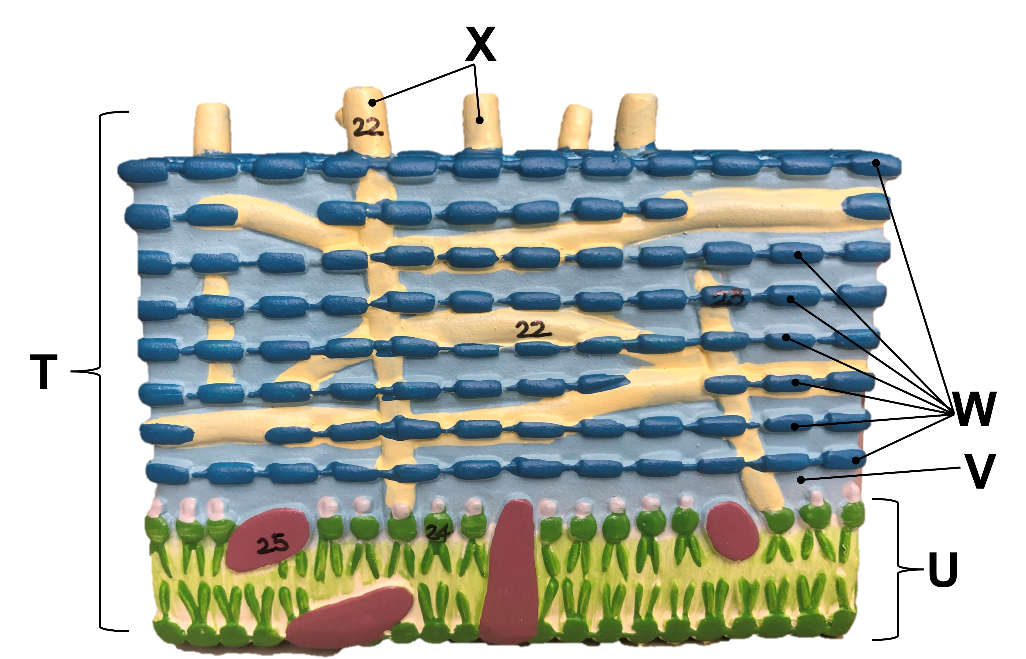 bacterial cell wall model 2