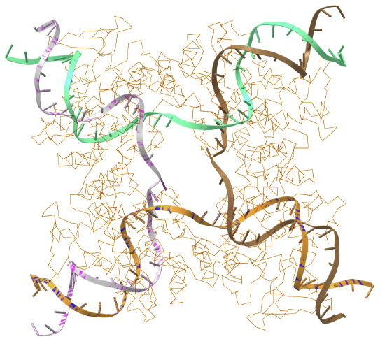 Holliday junction intermediate in Cre-loxP site-specific recombination (3CRX).png