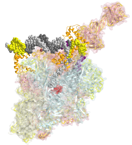 T. aquaticus transcription initiation complex containing bubble promoter and RNA (4XLN)Opt.png