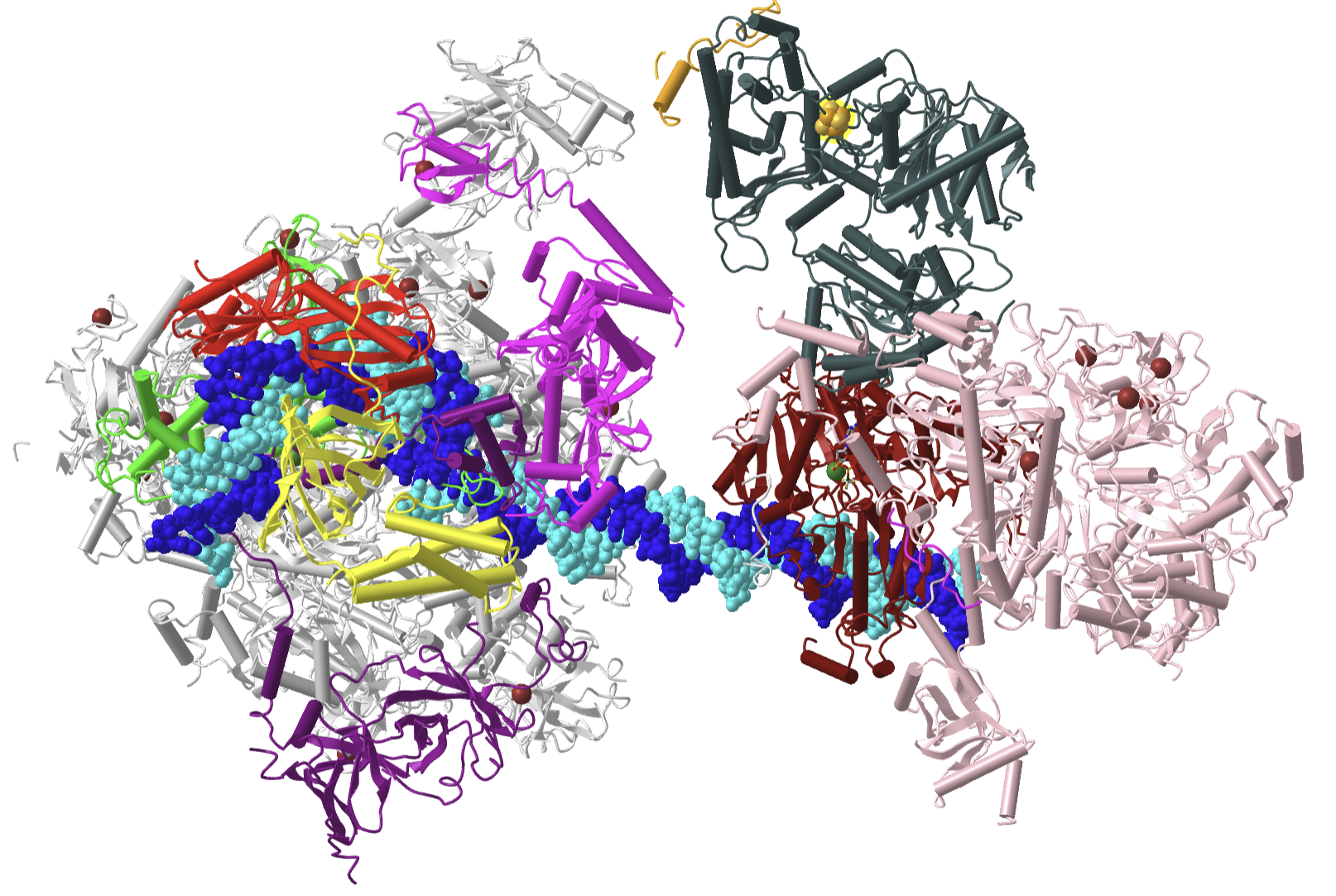RNA polymerase II core pre-initiation complex with open promoter DNA (7NVU).png