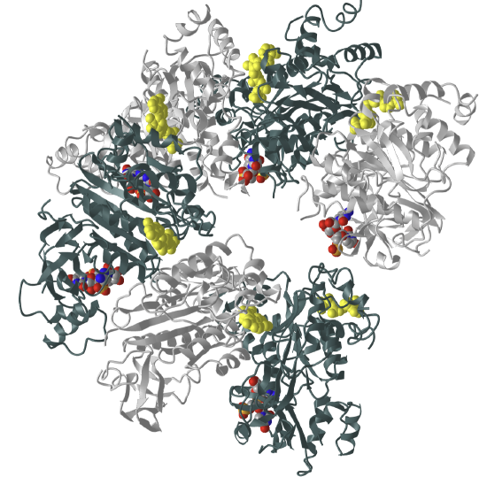 Rho transcription termination factor in complex with ssRNA substrate and ANPPNP (1PVO).png