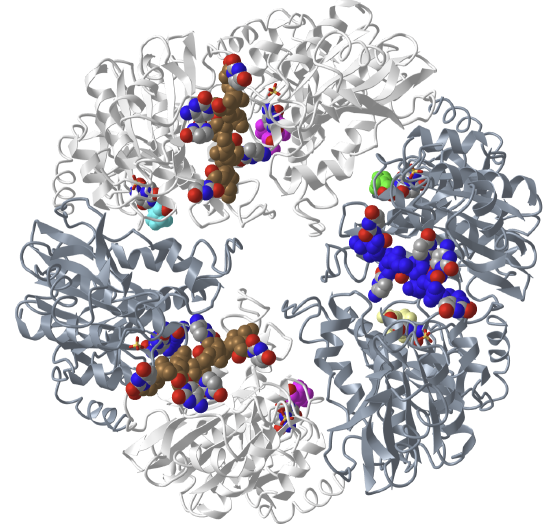 Cosed ring structure of the E. Coli Rho transcription termination factor in complex with nucleic acid in the motor domains (2HT1).png