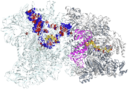 E. coli Rho-dependent Transcription Pre-termination Complex (6XAS).png