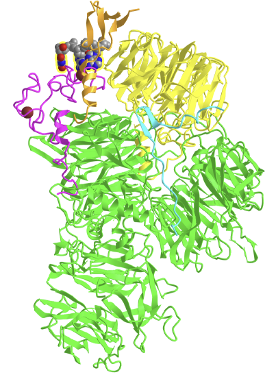 Yeast cleavage- polyA specificity factor (CPF) polymerase modulewith Mpe1_yPIM of Cft2_pre-cleaved CYC1 RNA (7ZGR).png