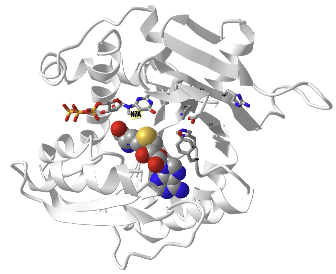 bacterial mRNA cap (Guanine-n7) methyltransferase (1RI1) with bound S-adenoysl-homocysteine.png