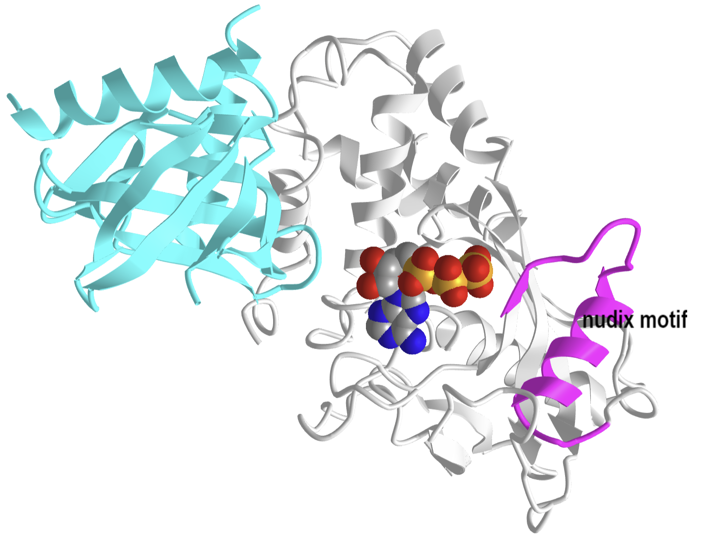 Yeast mRNA decapping enzyme Dcp1-Dcp2 complex in the ATP bound closed conformation (2QKM).png