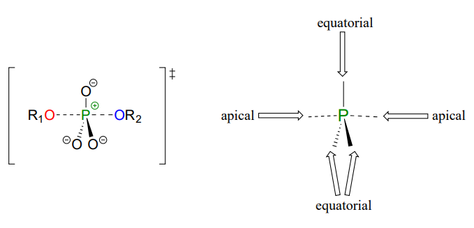 6.5: Enzymatic Reaction Mechanisms - Biology LibreTexts