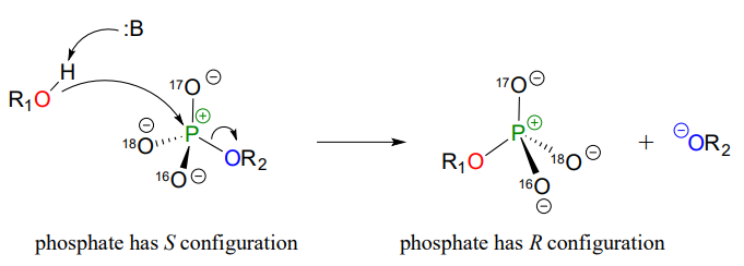 6.5: Enzymatic Reaction Mechanisms - Biology LibreTexts