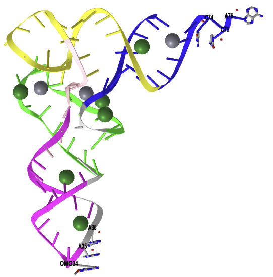 Yeast phenylalanine tRNA (1EHZ).png
