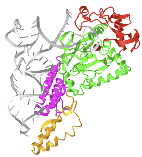 EColiCysteinyl-tRNA synthetase -tRNACys (1U0B).png