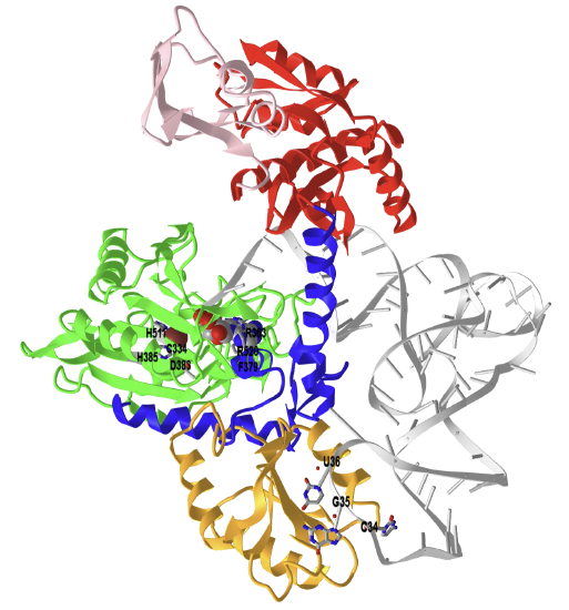 class II  E. coli threonyl-tRNA synthase - tRNA(Thr) (1QF6)   .png