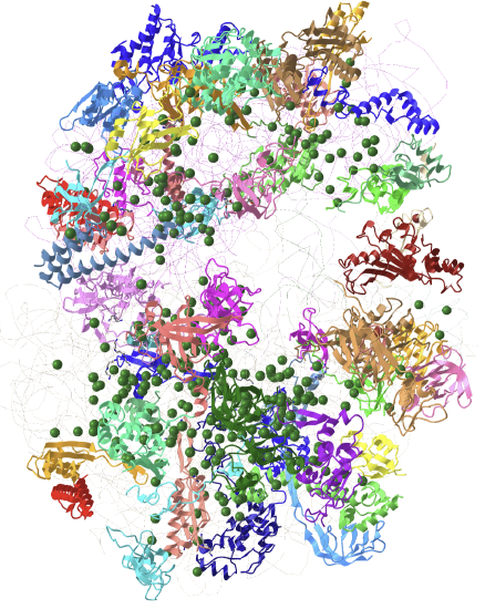 E. Coli ribosome (7K00).png