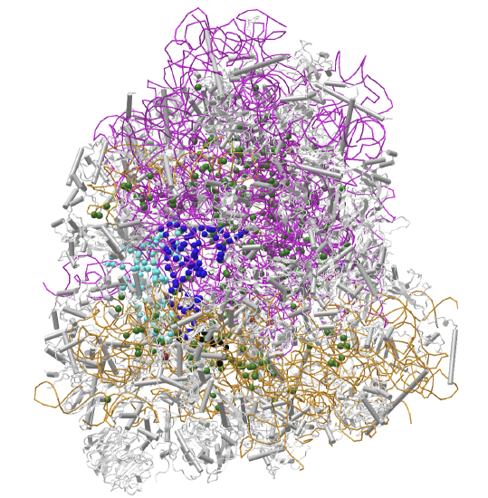 EukaryoticRibosome(6GZ3).png