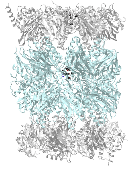 Human 20S Proteasome (6RGQ).png