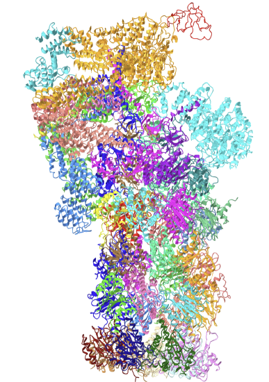 Yeast proteasome in resting state (C1-a) (6J2X).png