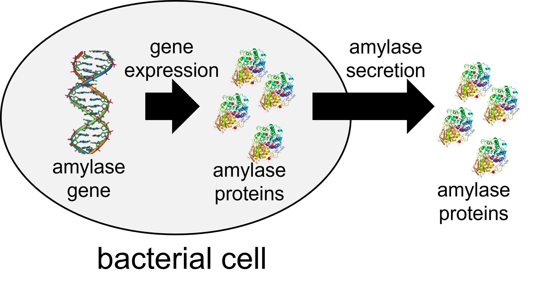 amylase production from amylase gene; amylase is excreted outside of cells