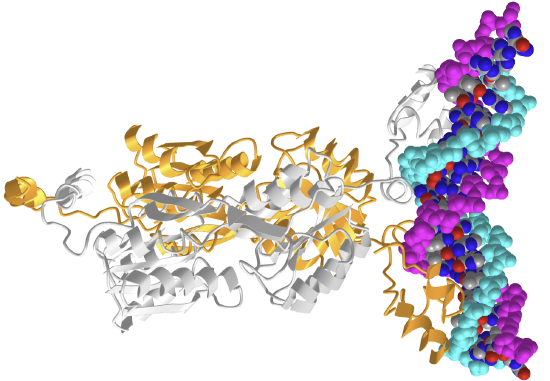 Lactose operon repressor and its complexes with DNA (1LBG).png