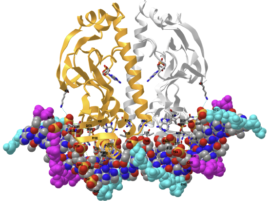 Catabolite activator protein CAP-DNA complex having two cAMP molecules bound to each monomer (2CGP).png