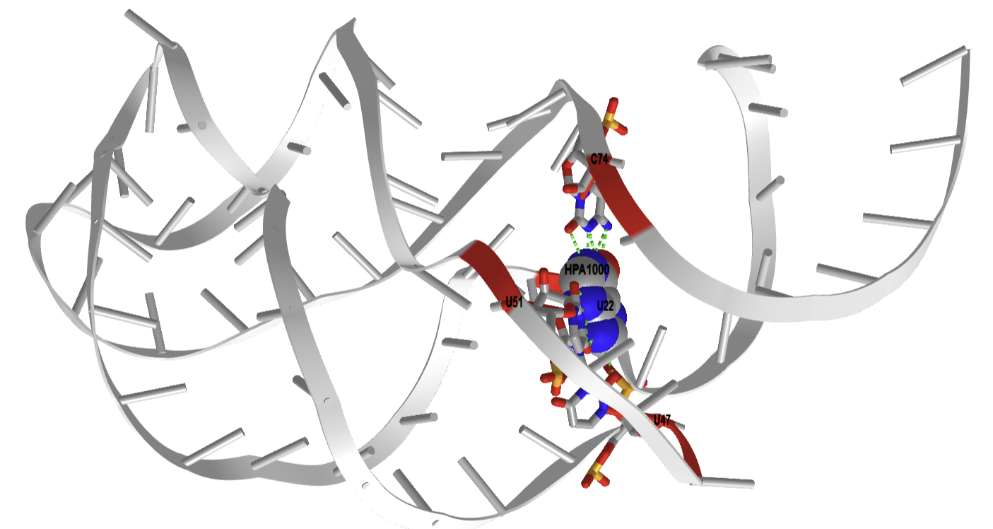 Guanine-responsive riboswitch bound to metabolite hypoxanthine (4FE5).png