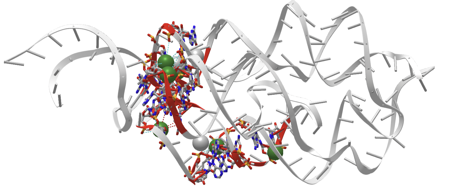 Metal-sensing regulatory RNA (2QBZ).png