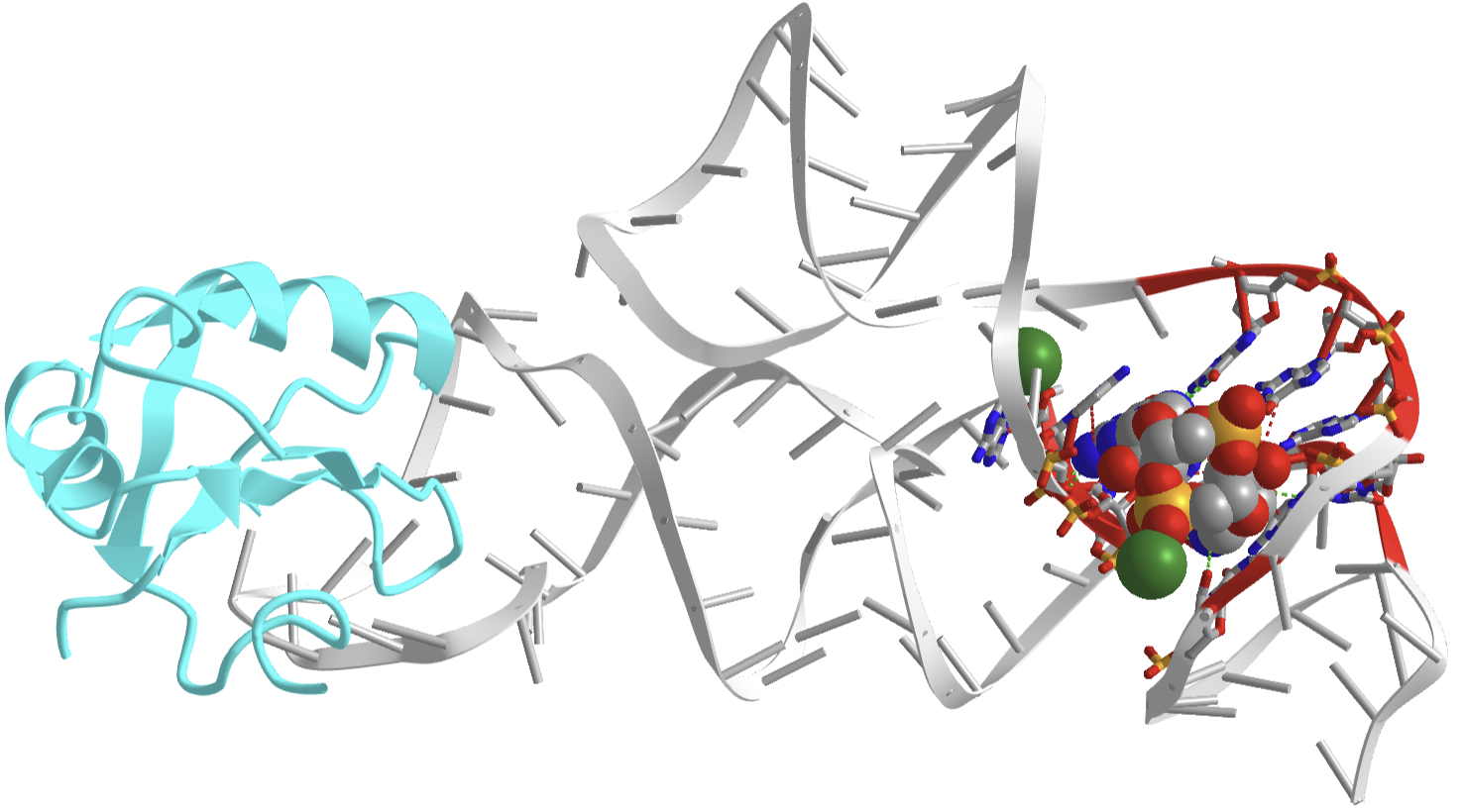 Cyclid-di-GMP RNA riboswitch (3IRW).png