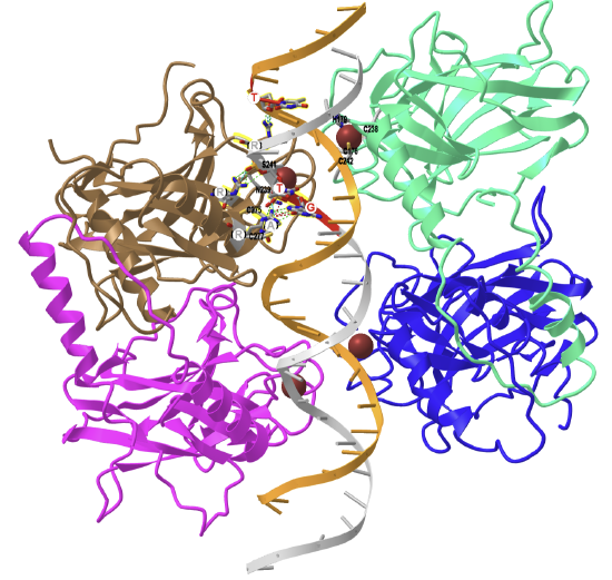 human p53 tetramer bound to the natural CDKN1A(p21) p53-response element (3TS8).png