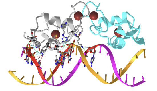 Androgen Receptor DNA-Binding Domain Bound to a Direct Repeat Response Element (1R4I).png