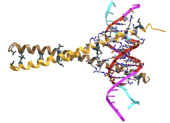 GCN4 basic region leucine zipper binds DNA as a dimer of uninterrupted alpha helices (1YSA).png
