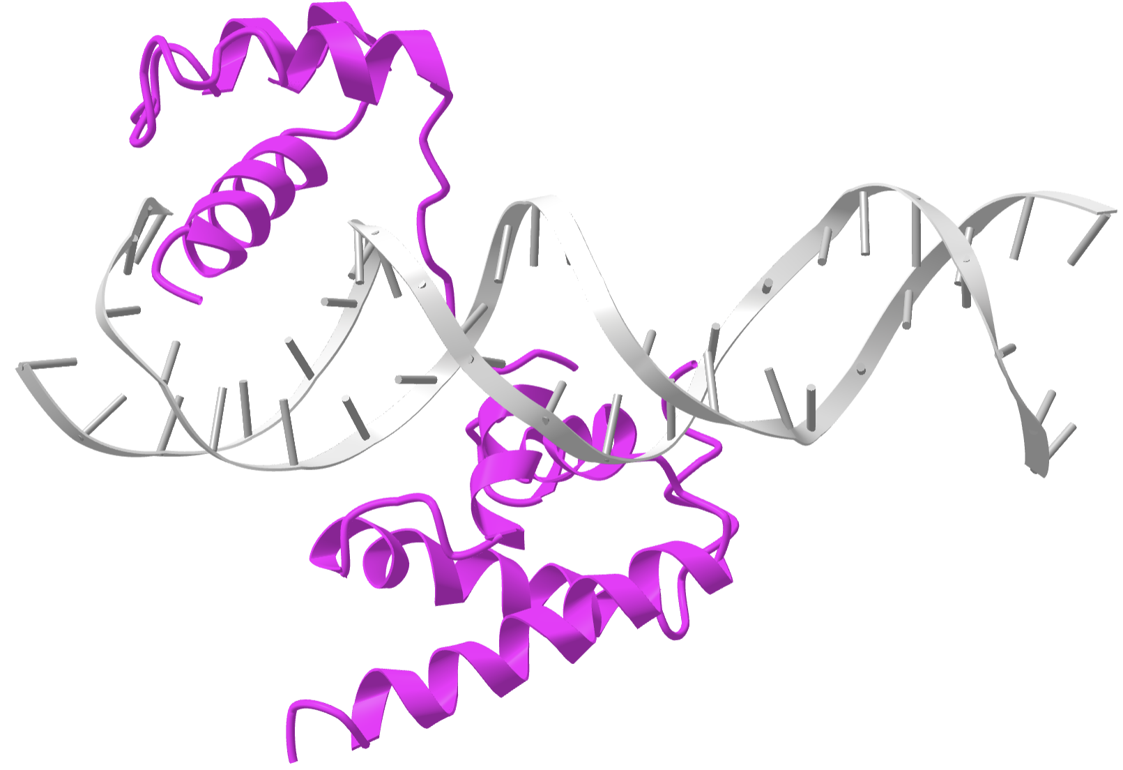 POU protein-DNA complex (3l1p).png