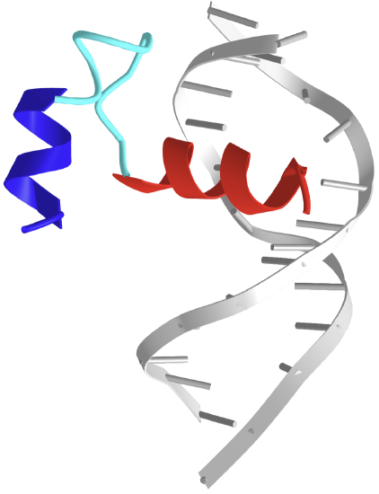 Human Hsf1 with Satellite III repeat DNA - HTH Domain (5d5v).png