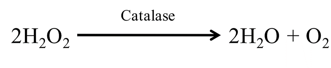chemical reaction catalyzed by catalase